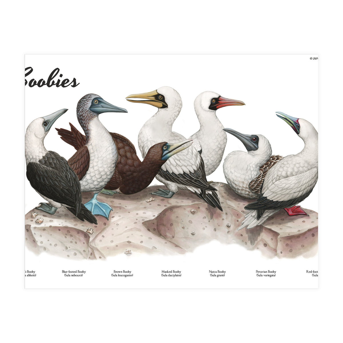 Boobies (Print Only)