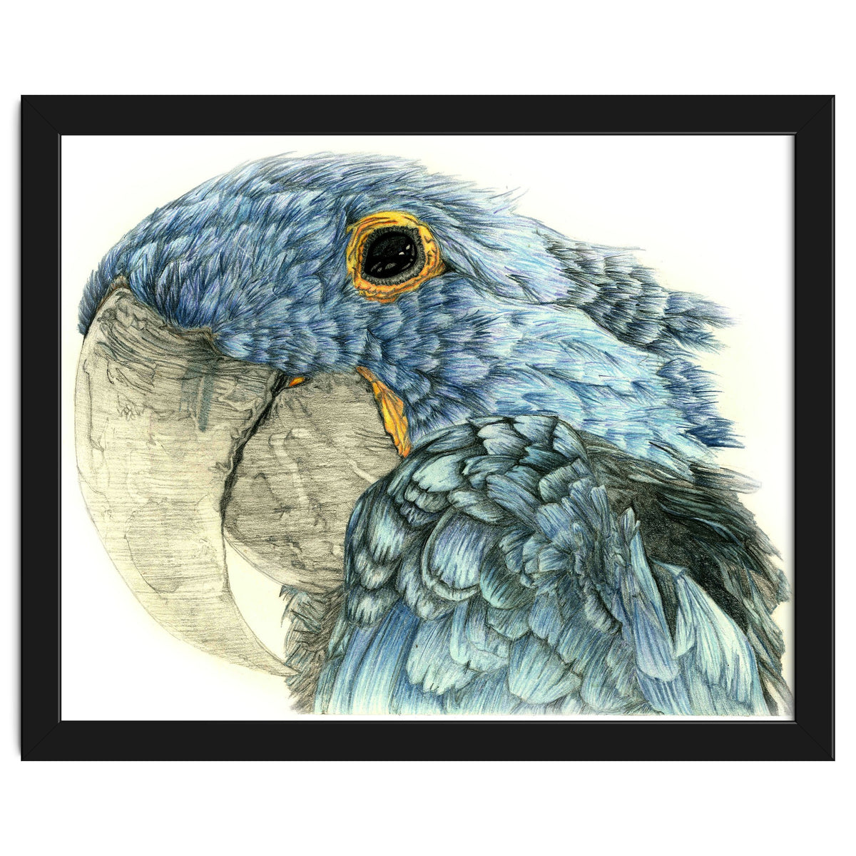 Blue Parrot