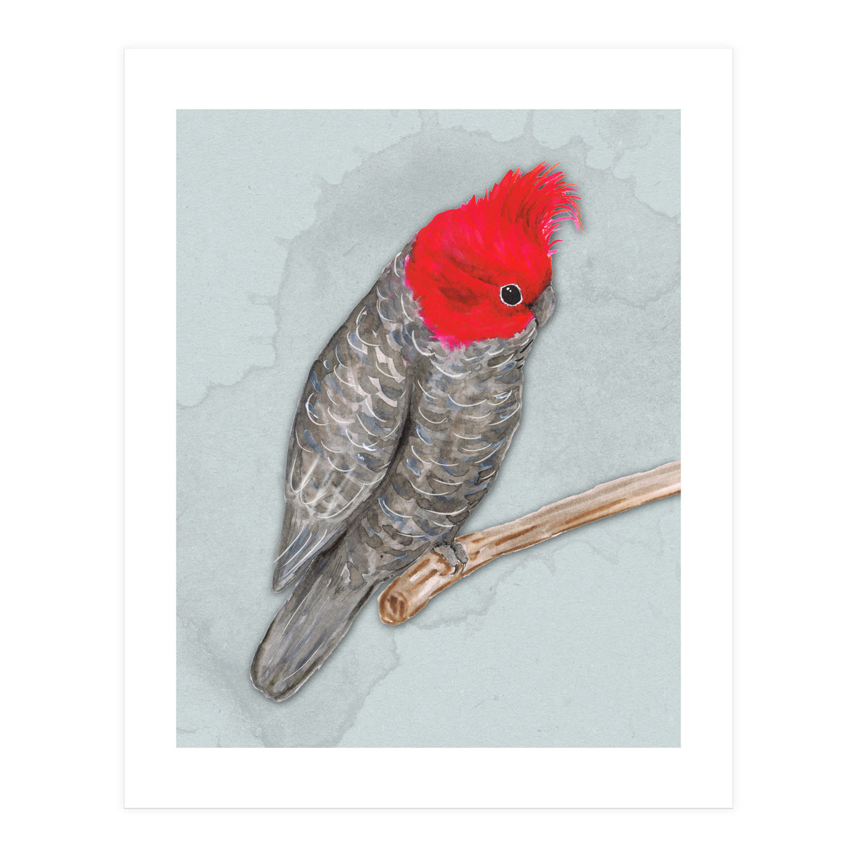 Gang gang cockatoo (Print Only)