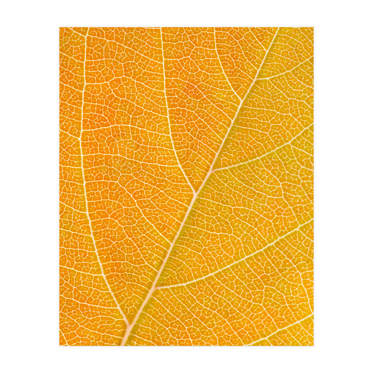 Autumn Leaf (Print Only)