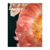 Coral Charm #2  (Print Only) thumbnail