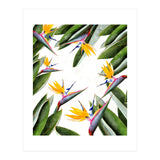 Bird Of Paradise (Print Only) thumbnail