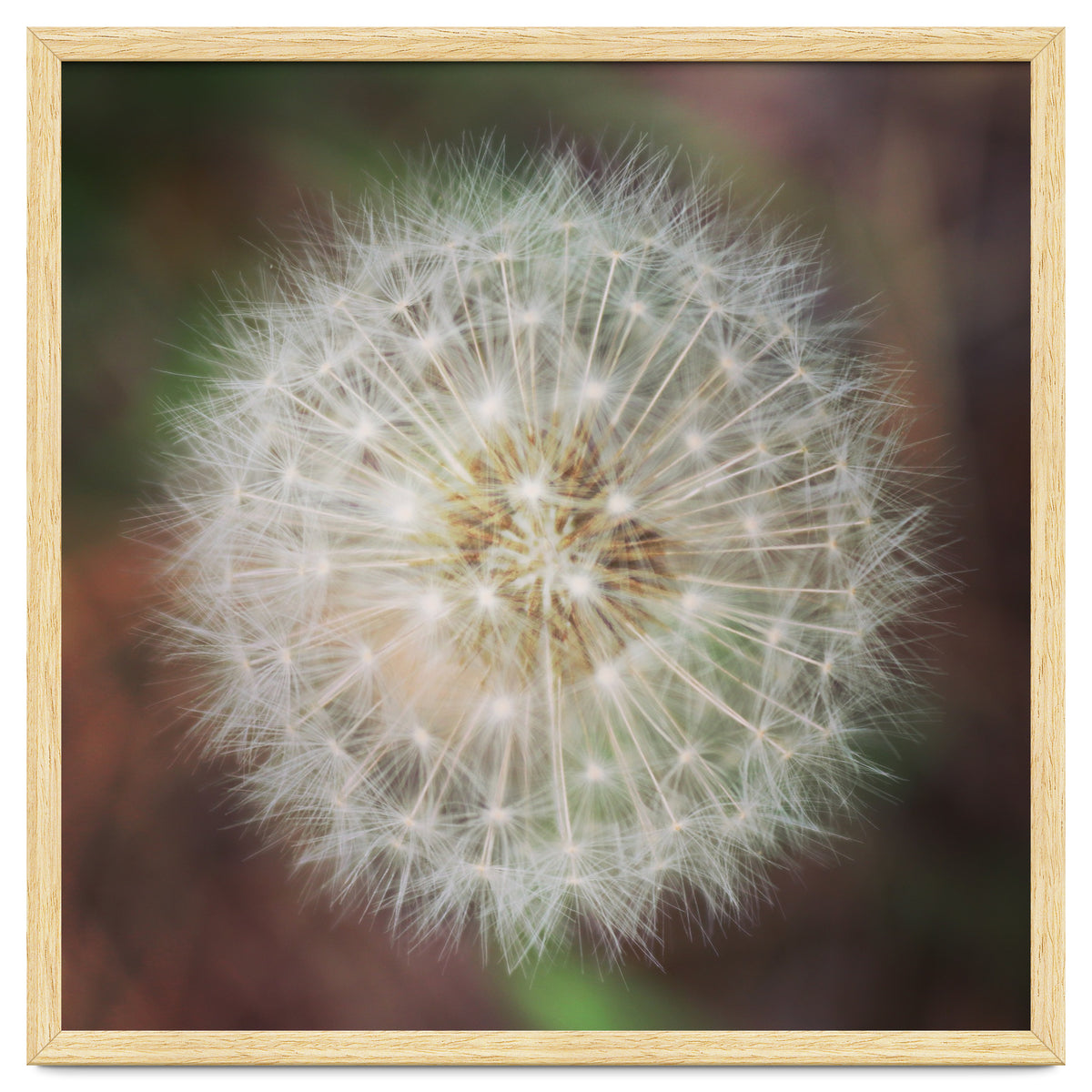 dandelion clock