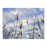 Autumn Grass (Print Only) thumbnail