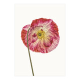Cc Poppy 04 (Print Only) thumbnail