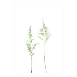 Olive Green Astilbe (Print Only) thumbnail