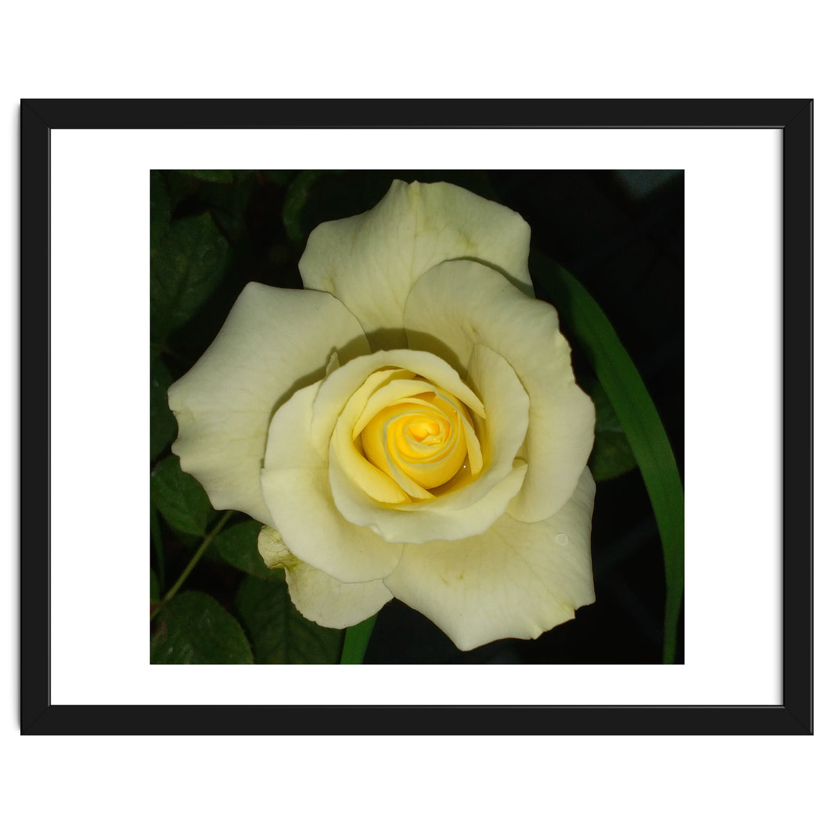 Blooming White Rose
