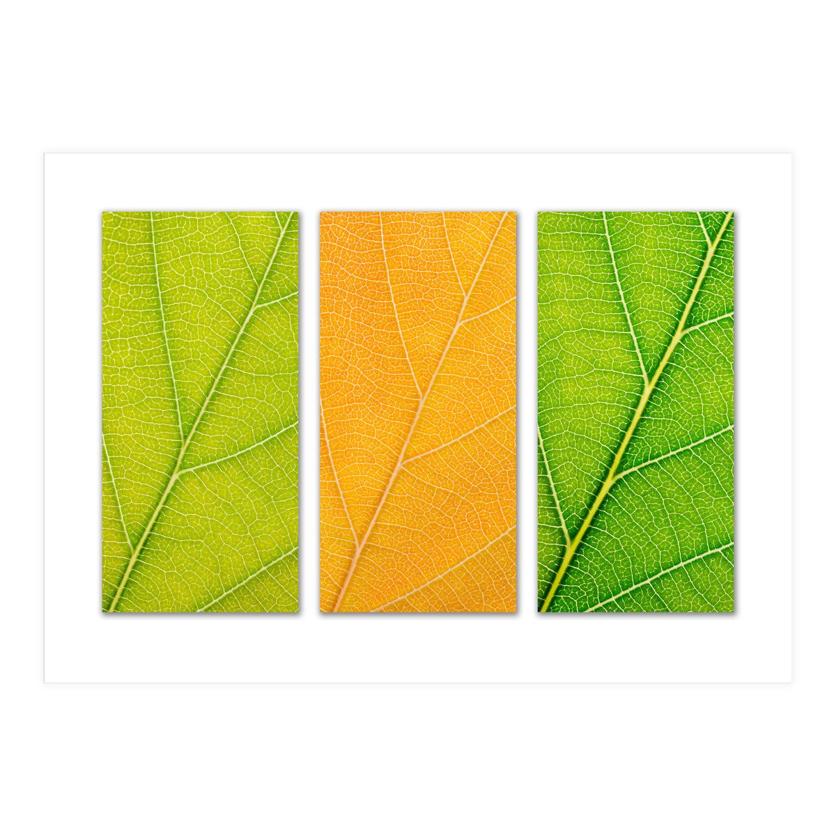 Autumn Leaves (Print Only)