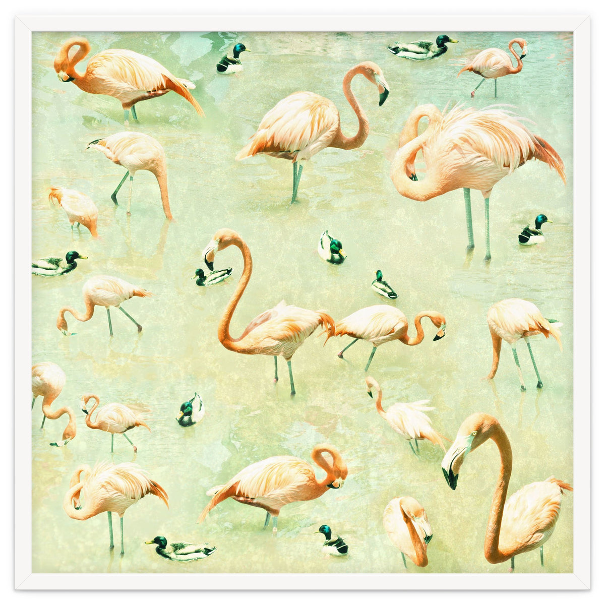 Flamingos