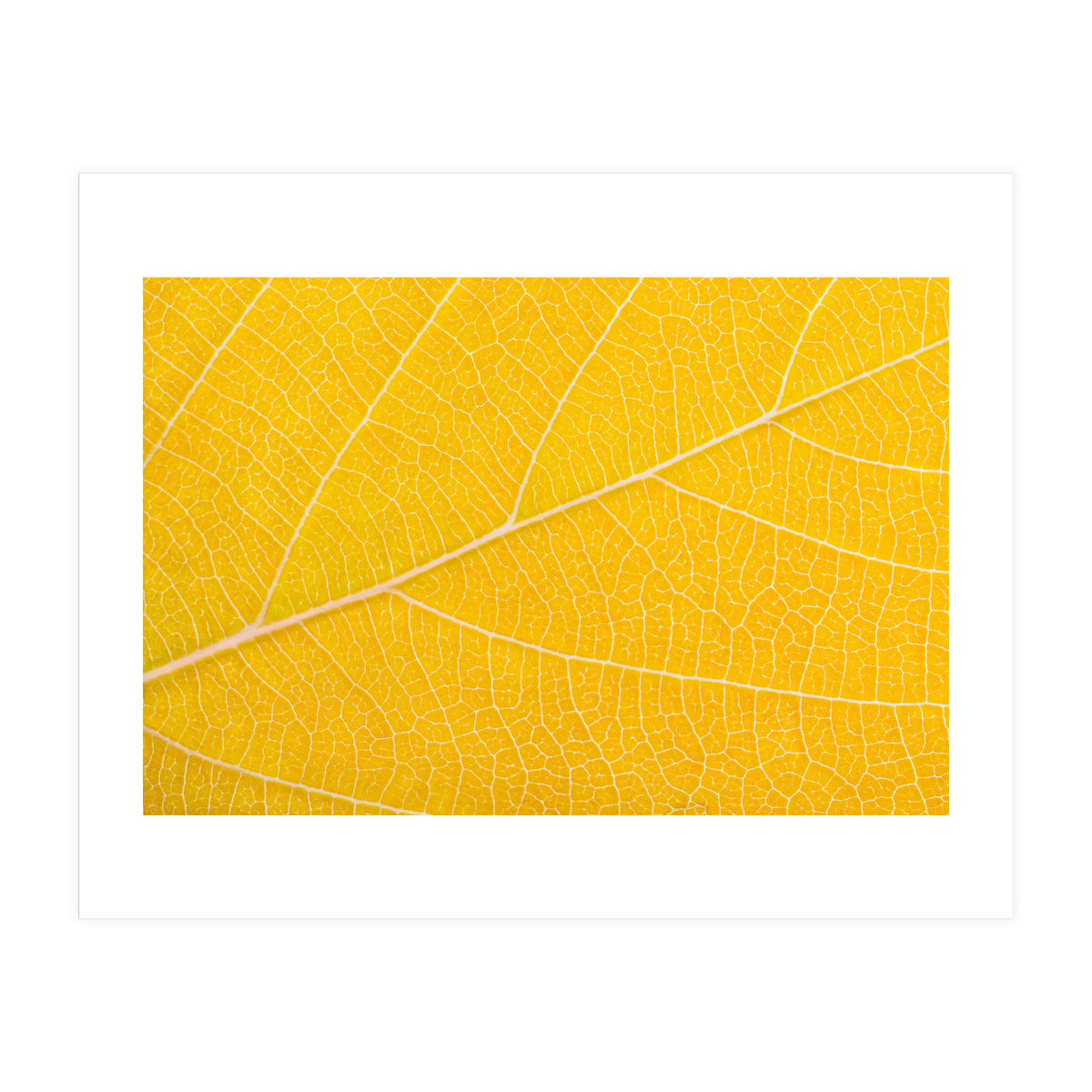 Autumn Leaf (Print Only)