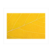 Autumn Leaf (Print Only)