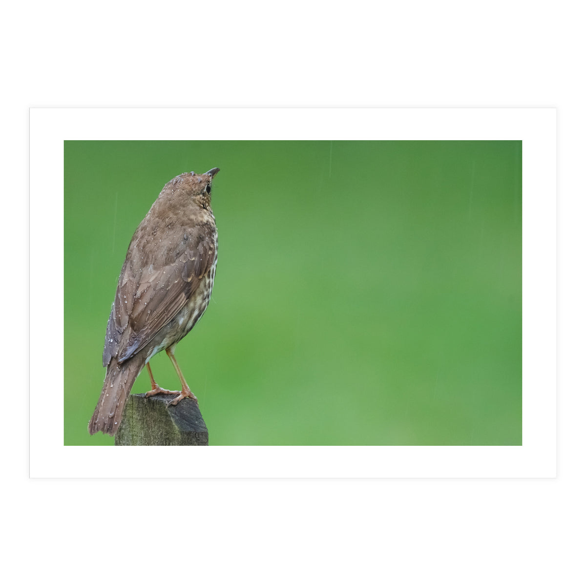 Watching the rain (Print Only)