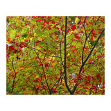 Indian Summer (Print Only) thumbnail