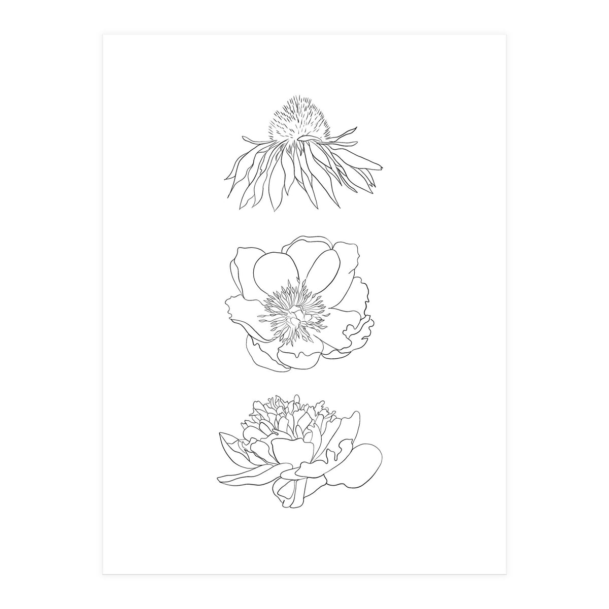 Hand Drawn Flowers (Print Only)