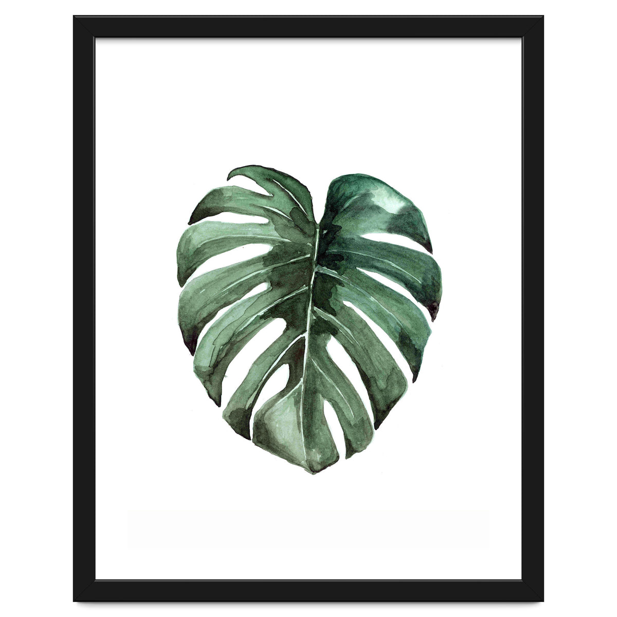 Botanical Illustration Monstera Deliciosa