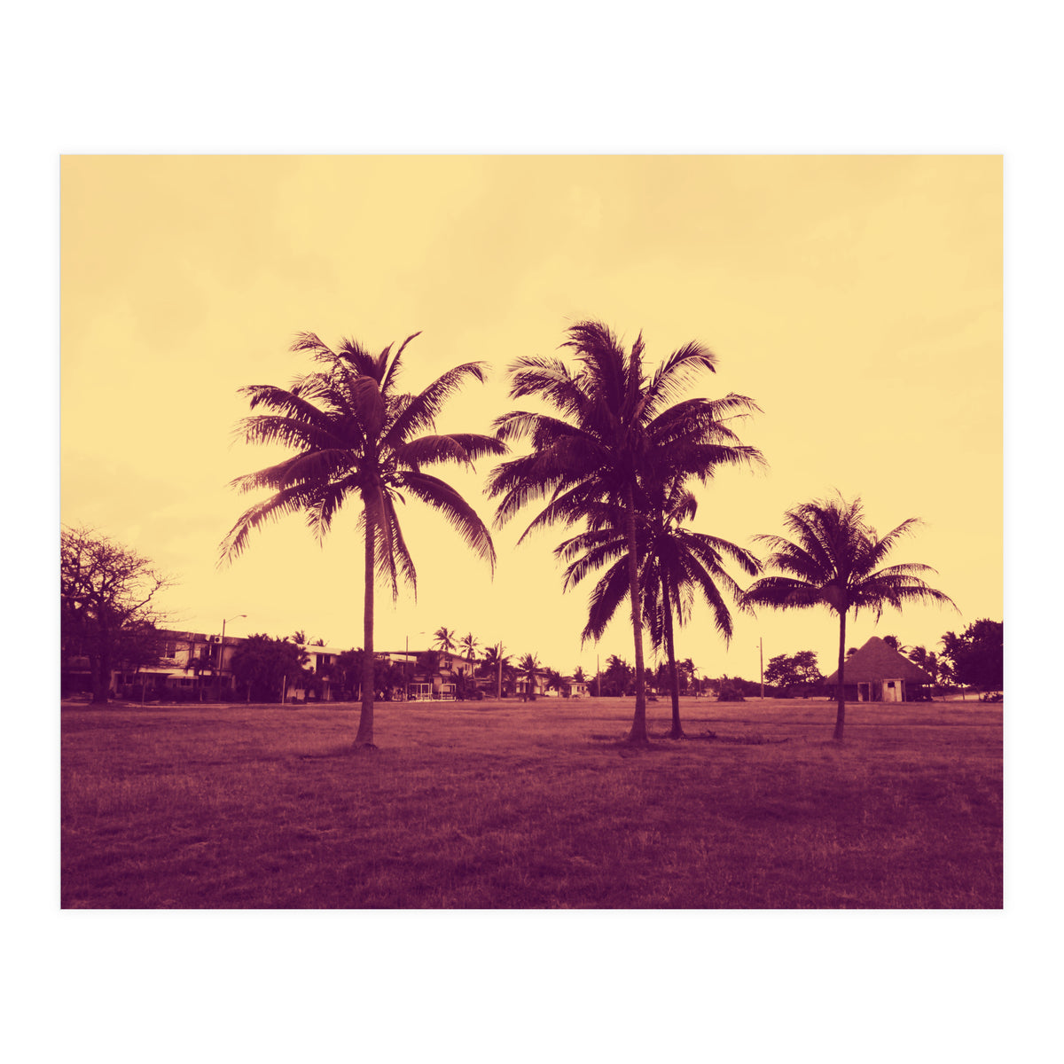 Palm Trees (Print Only)