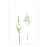 Olive Green Astilbe (Print Only) thumbnail