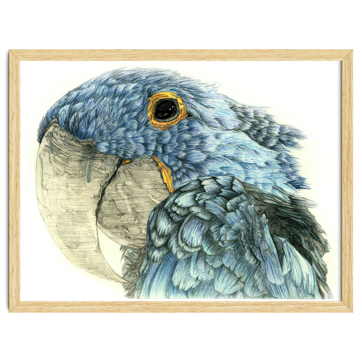 Blue Parrot
