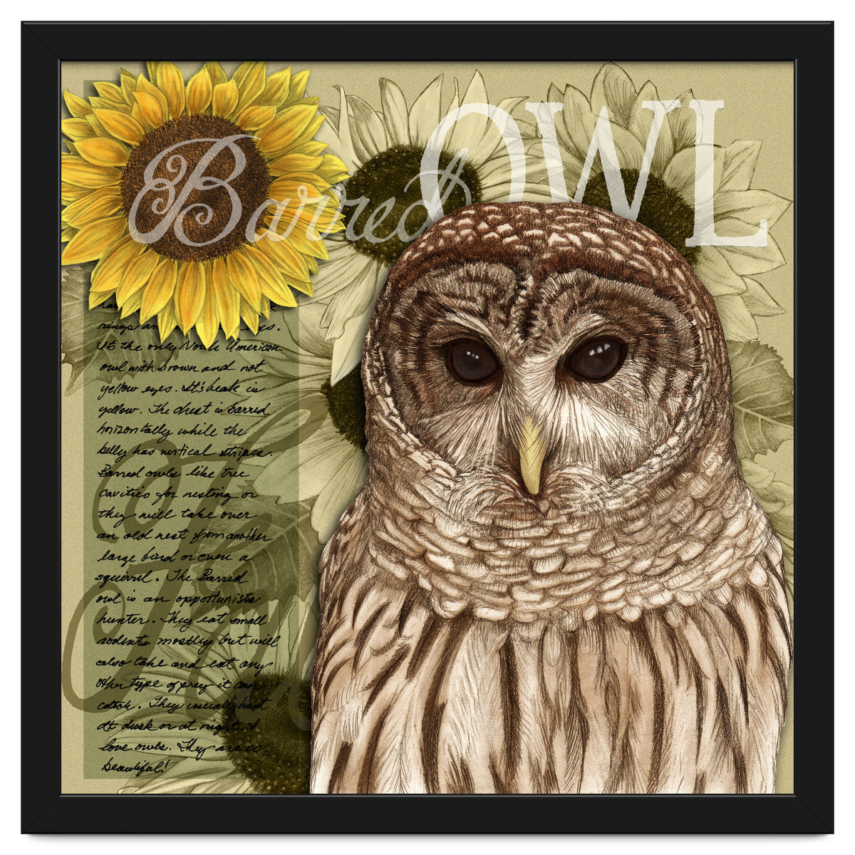 Sunflowers and Barred Owl