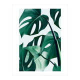 Monstera (Print Only) thumbnail