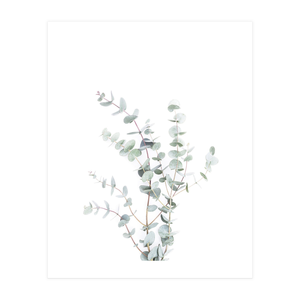 Eucalyptus Branch (Print Only)