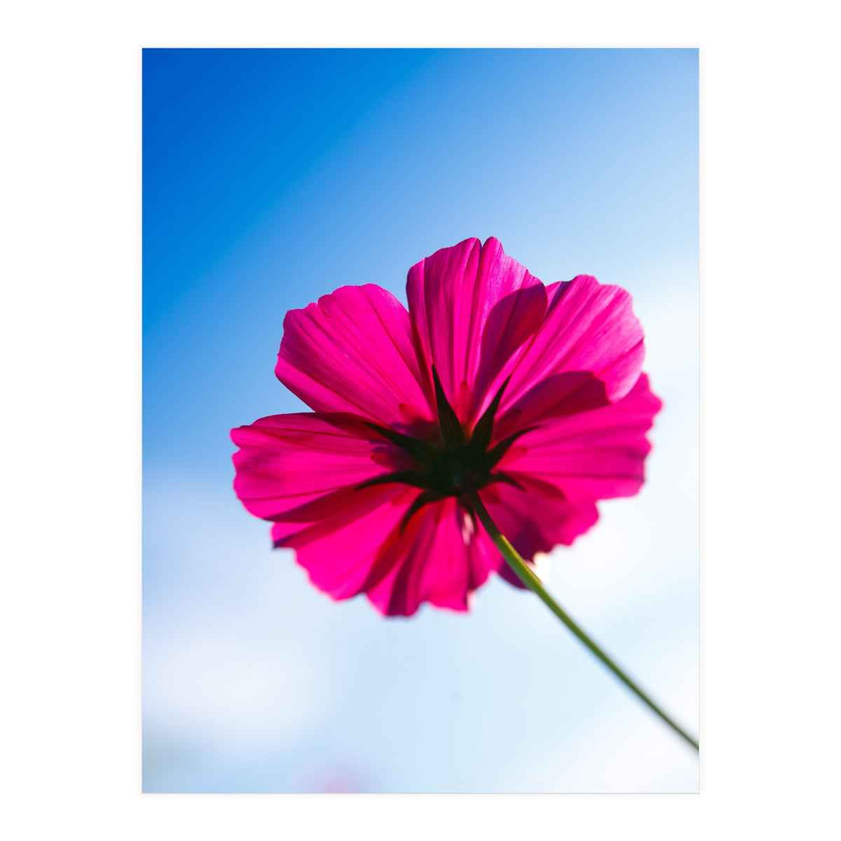 RED FLOWER (Print Only)