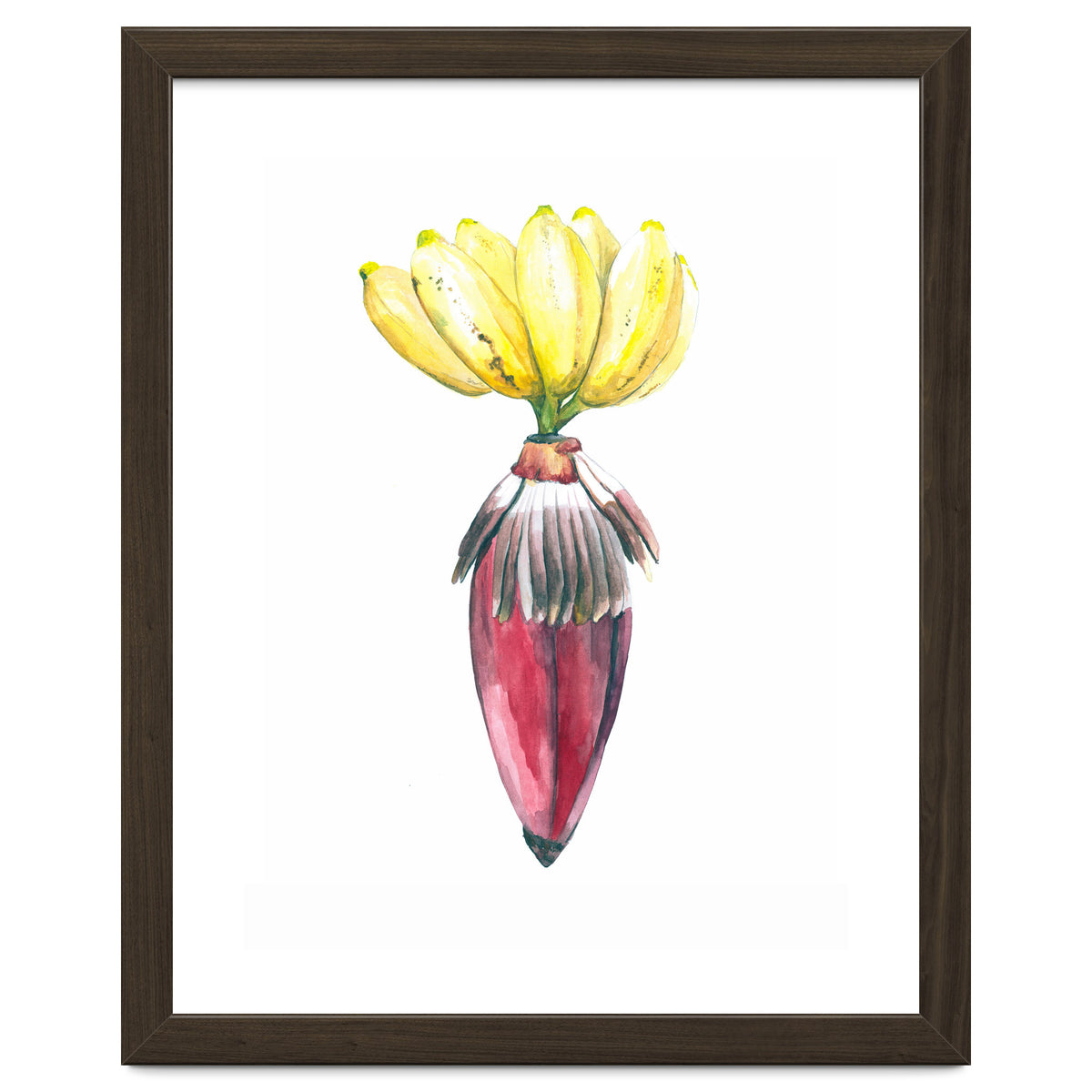 Botanical Illustration Banana