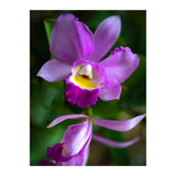 Cattleya Orchidee (Print Only) thumbnail