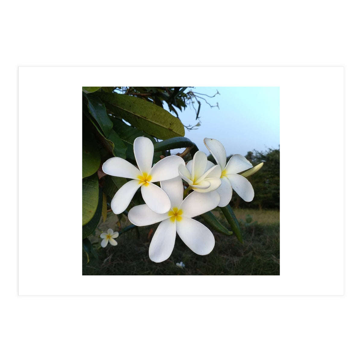 Frangipani (Print Only)