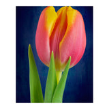 Tulip (Print Only) thumbnail