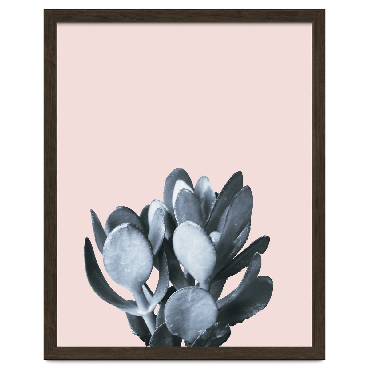 Cactus collection BL-II