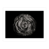 Backyard Flowers In Black And White 72 (Print Only) thumbnail