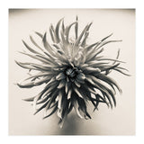 Dahlia (Print Only) thumbnail