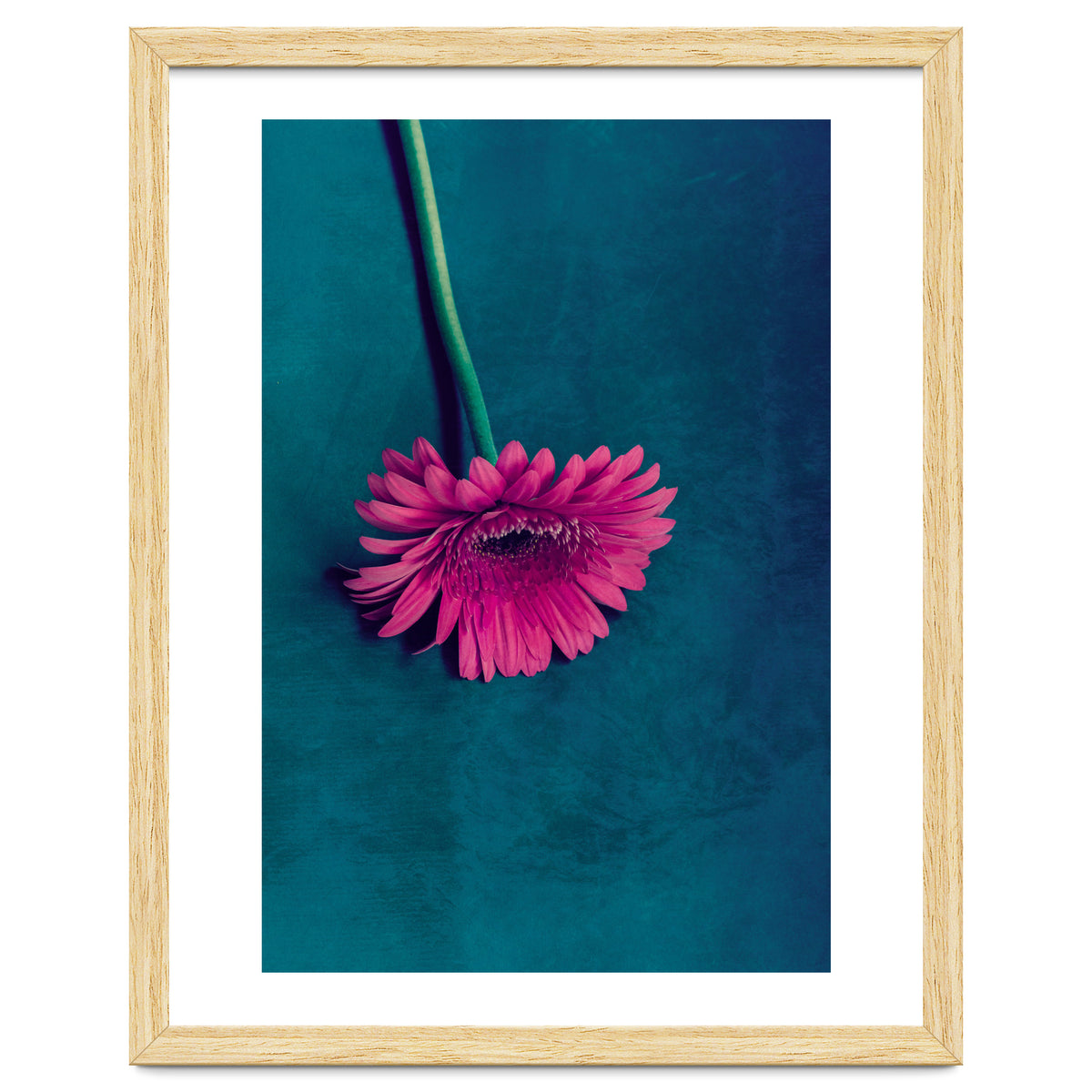 Gerbera for love