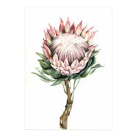 Protea (Print Only)