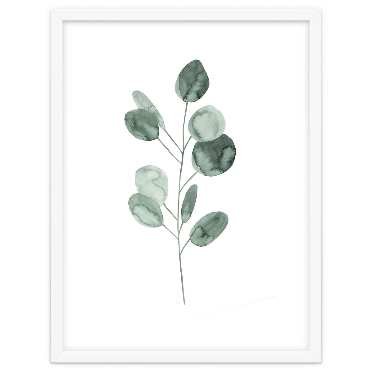 Botanical Illustration Eukalyptus2