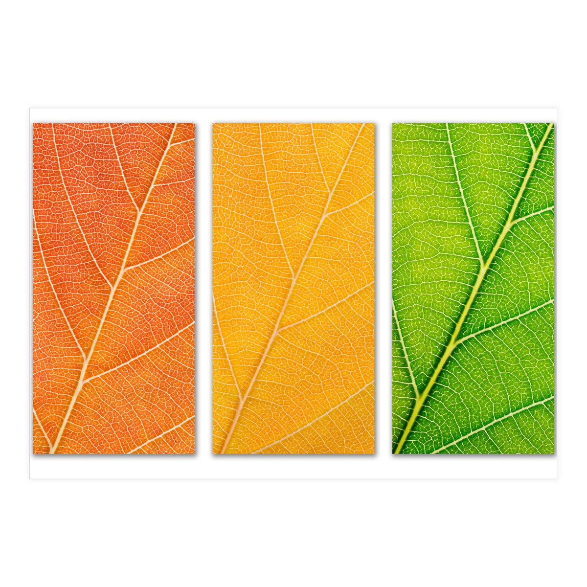 Autumn Leaves (Print Only)