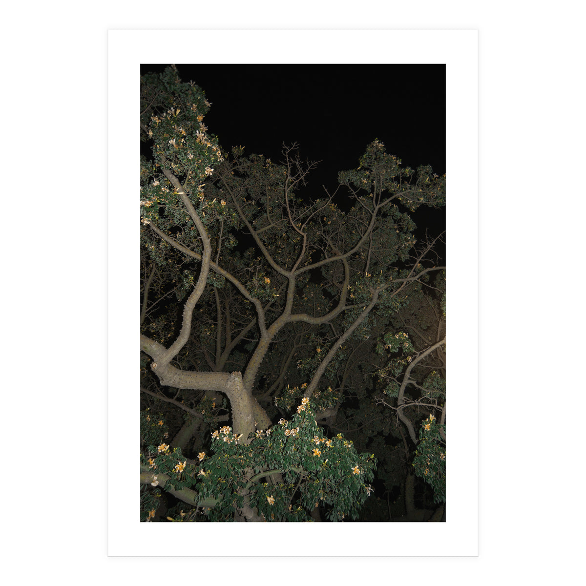 Night in Malaga (Print Only)