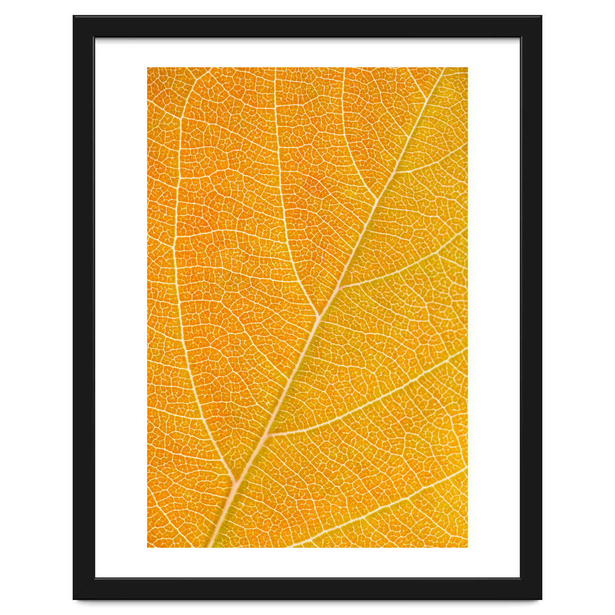 Autumn Leaf
