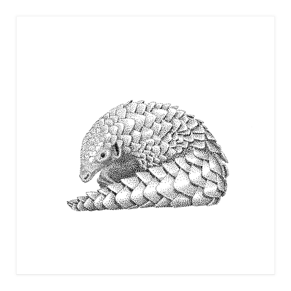 Pangolin (Print Only)