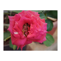 Blooming Red Rose (Print Only)