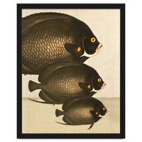 Fish Classic Designs 11