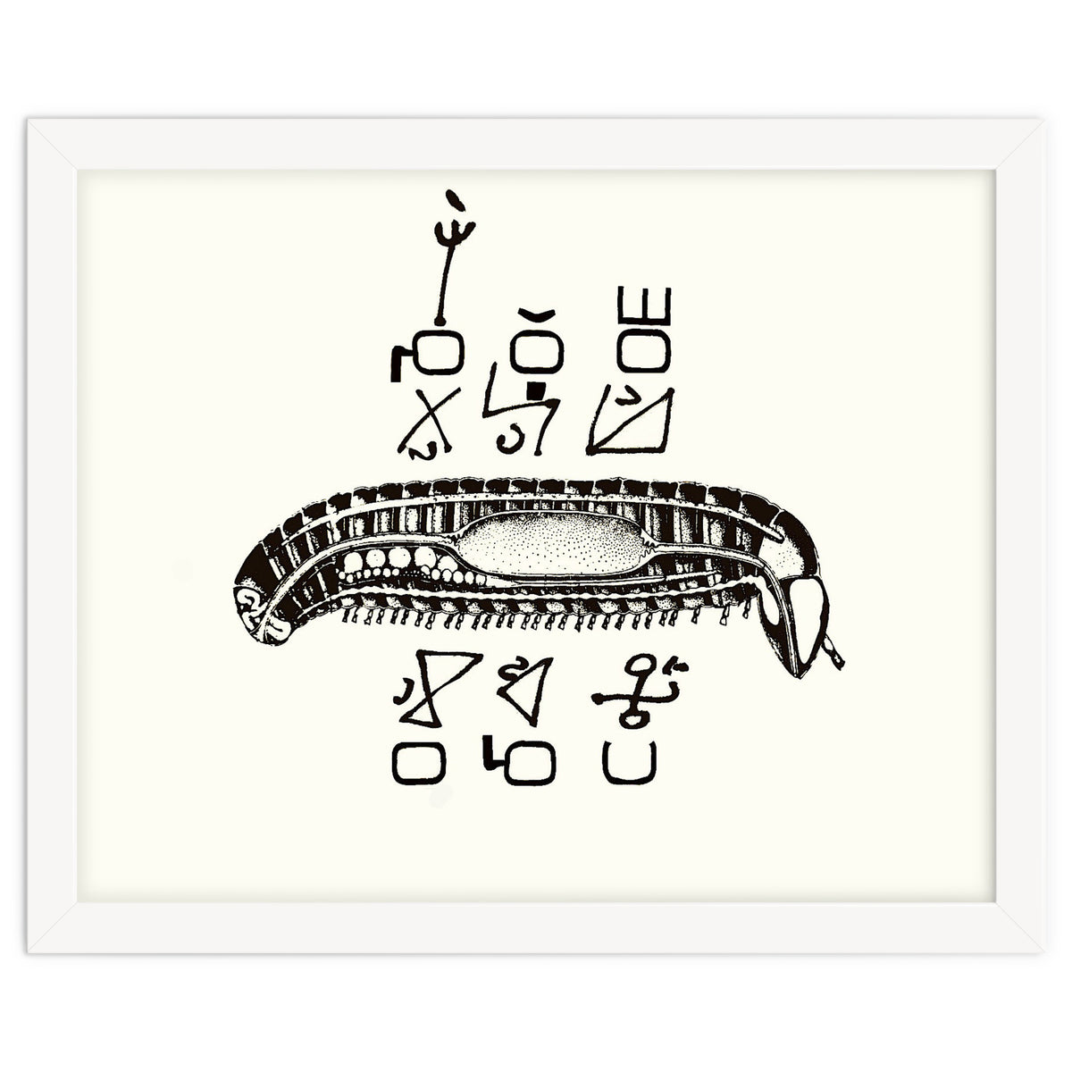 Diplopod David Felix