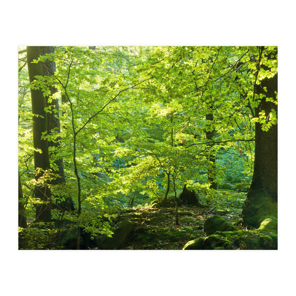 Spring Forrest (Print Only)