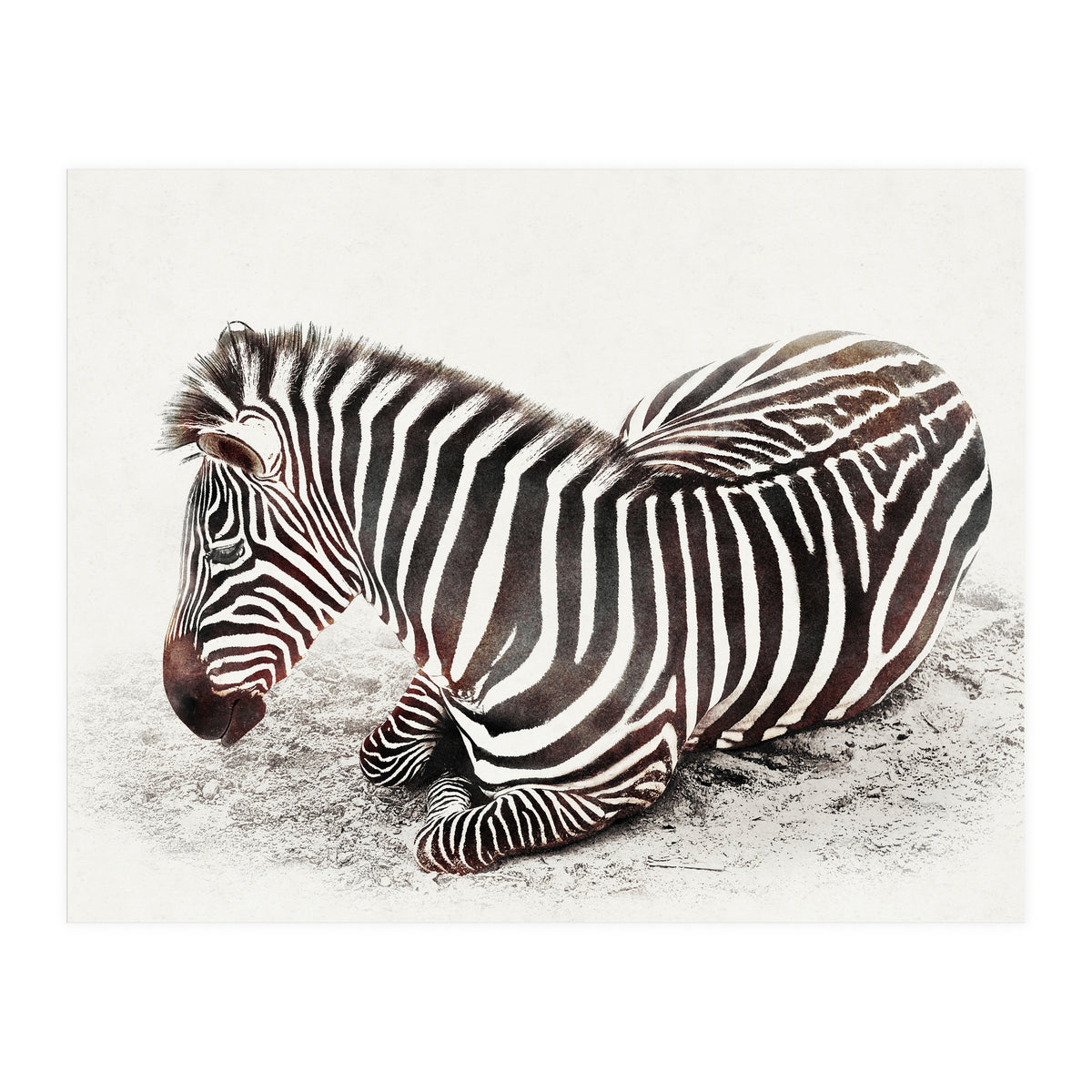 Zebra (Print Only)