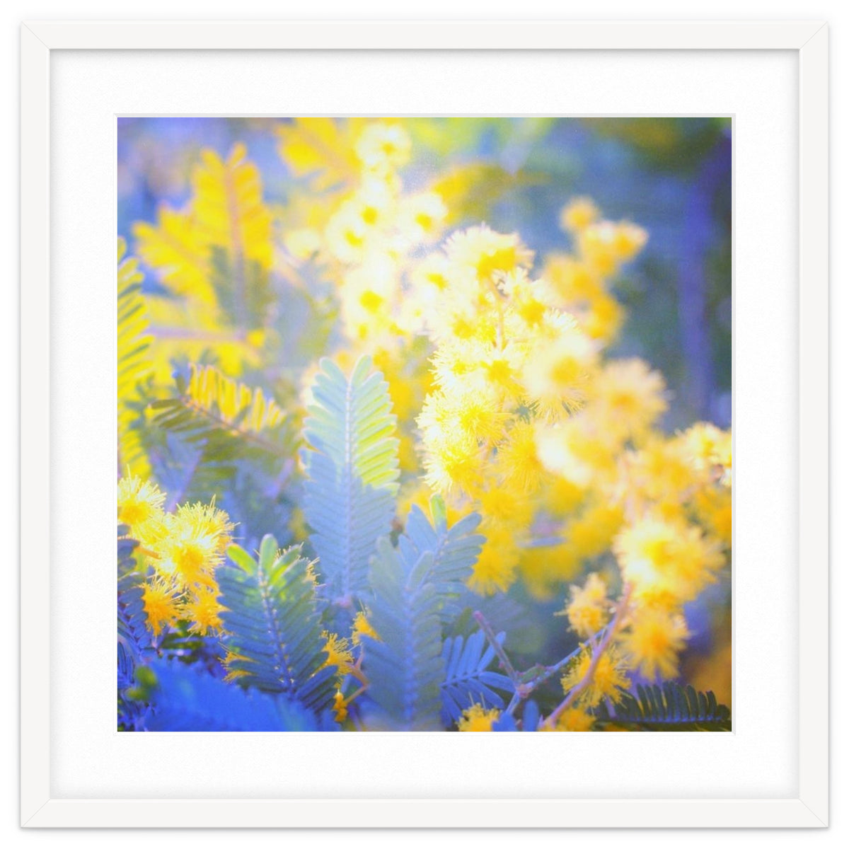 Yellow shiny flowers