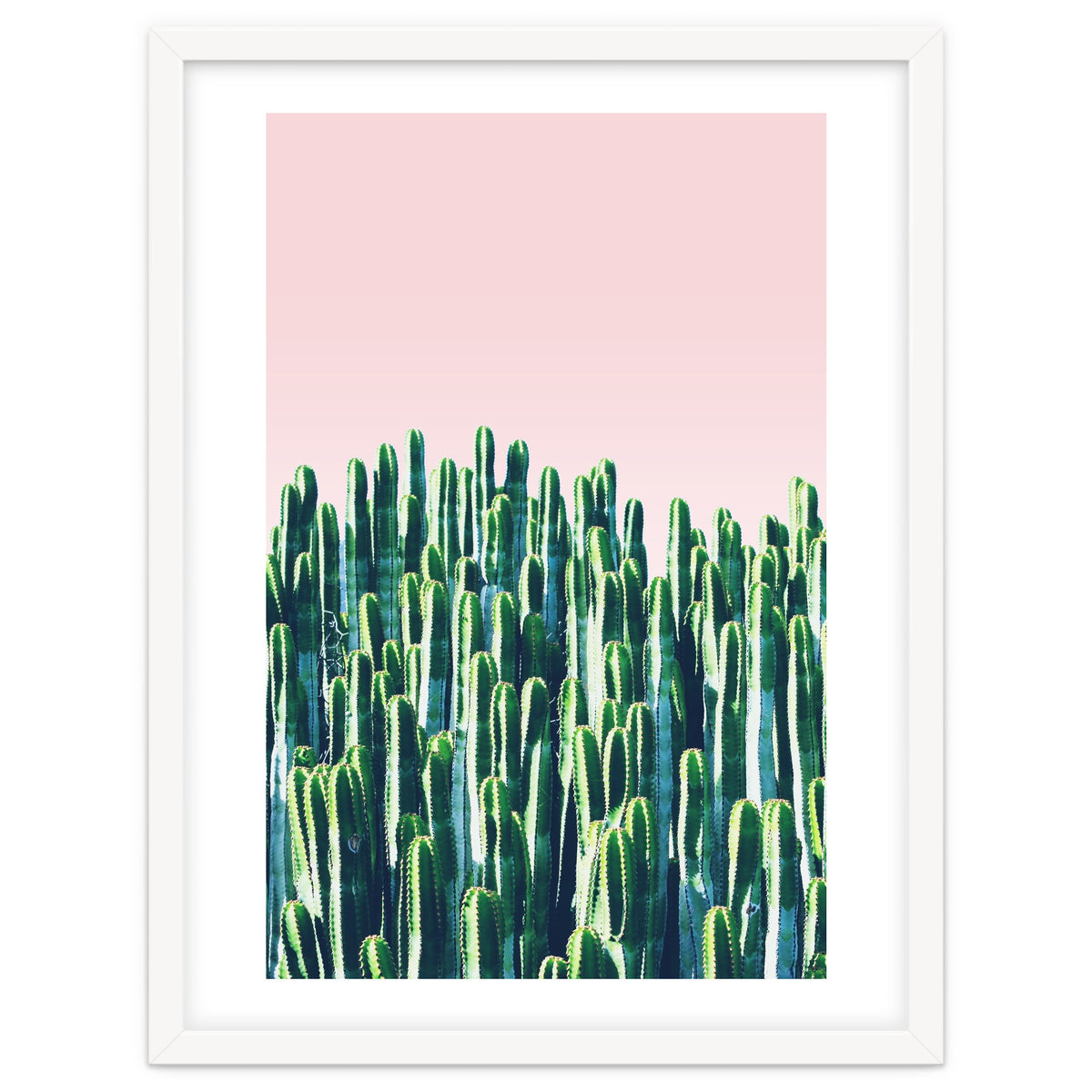 Cactus & Sunset II