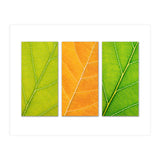 Autumn Leaves (Print Only) thumbnail
