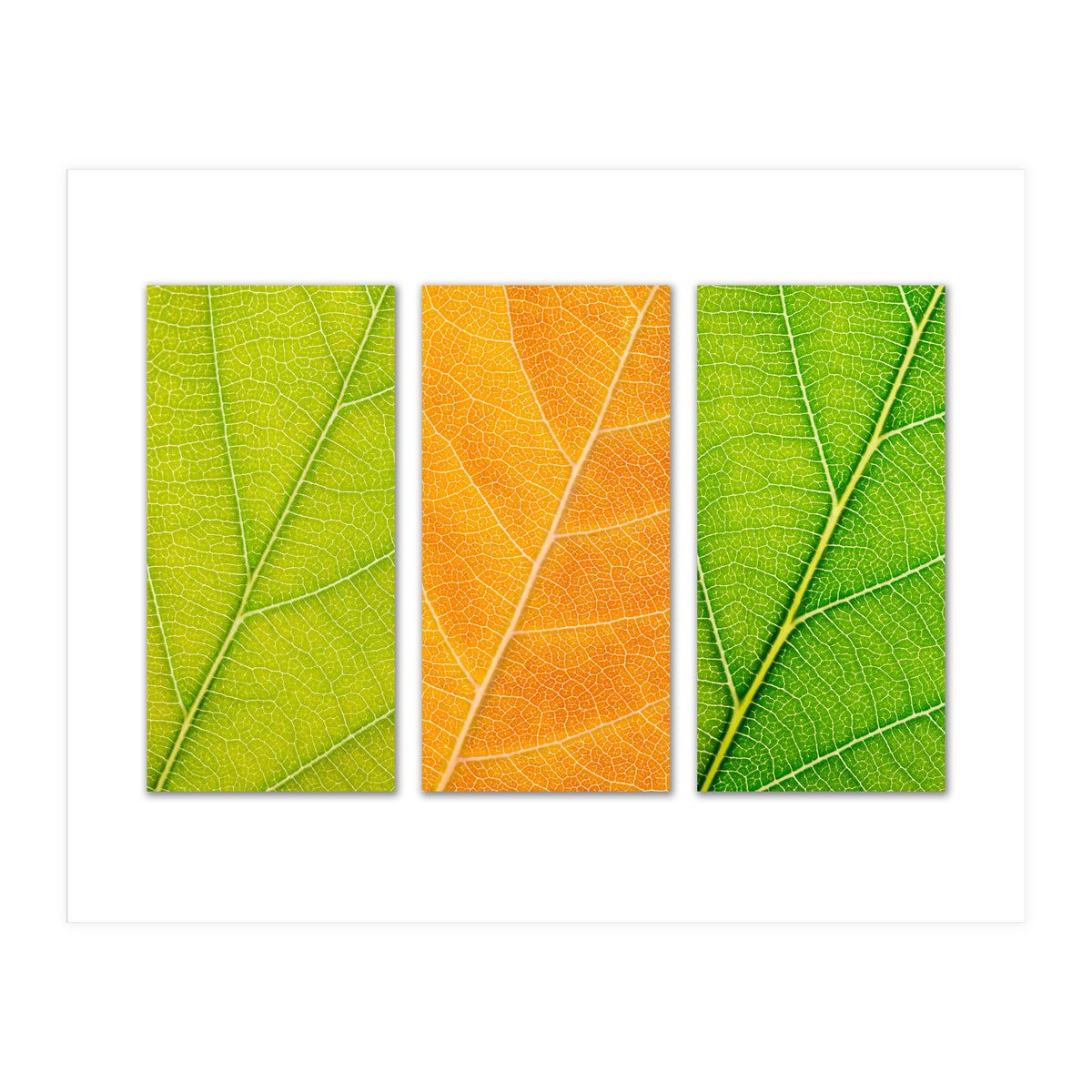 Autumn Leaves (Print Only)