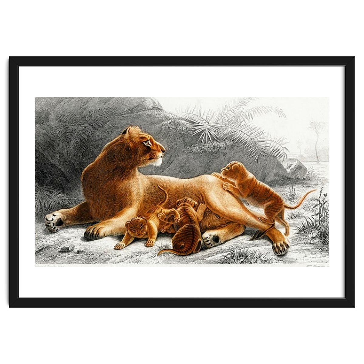 Fails Leo illustrated